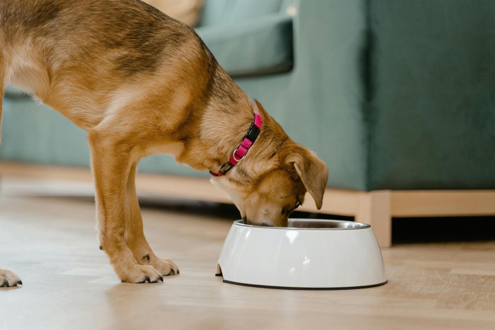 Chien qui mange des croquettes