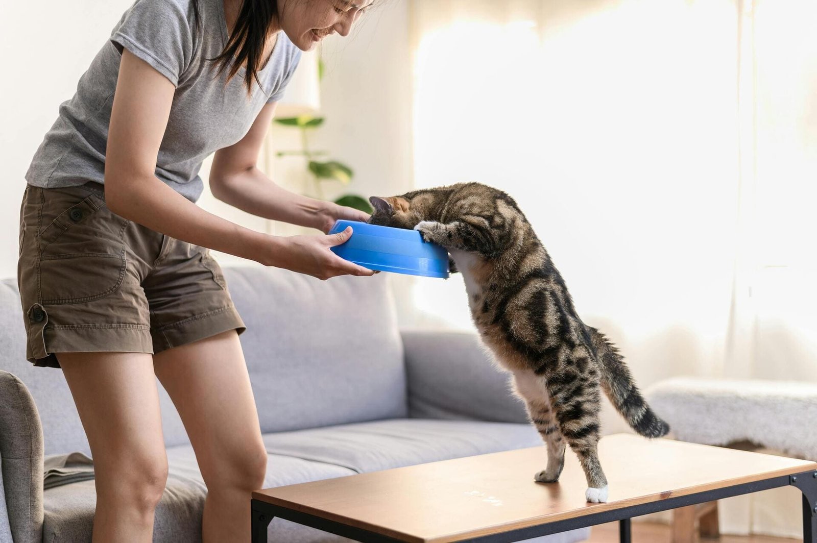 Nourriture pour chat