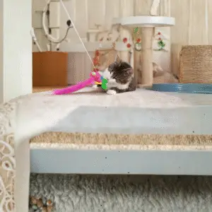 Accessoires & Jouets