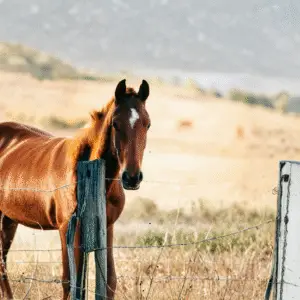 Chevaux