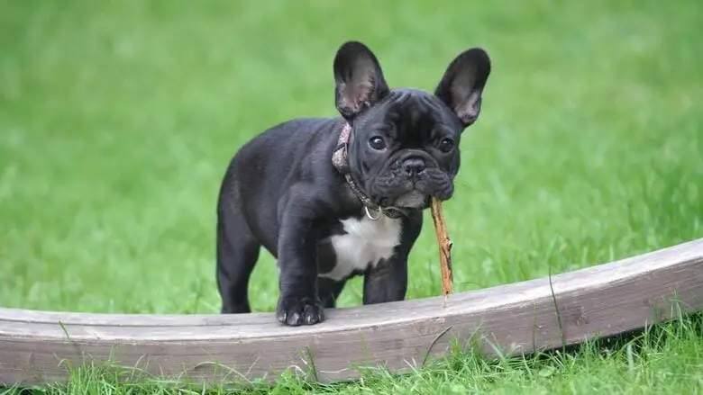 Chiot