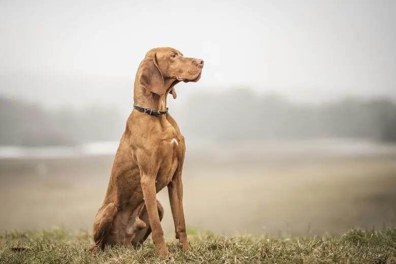 Chien de chasse